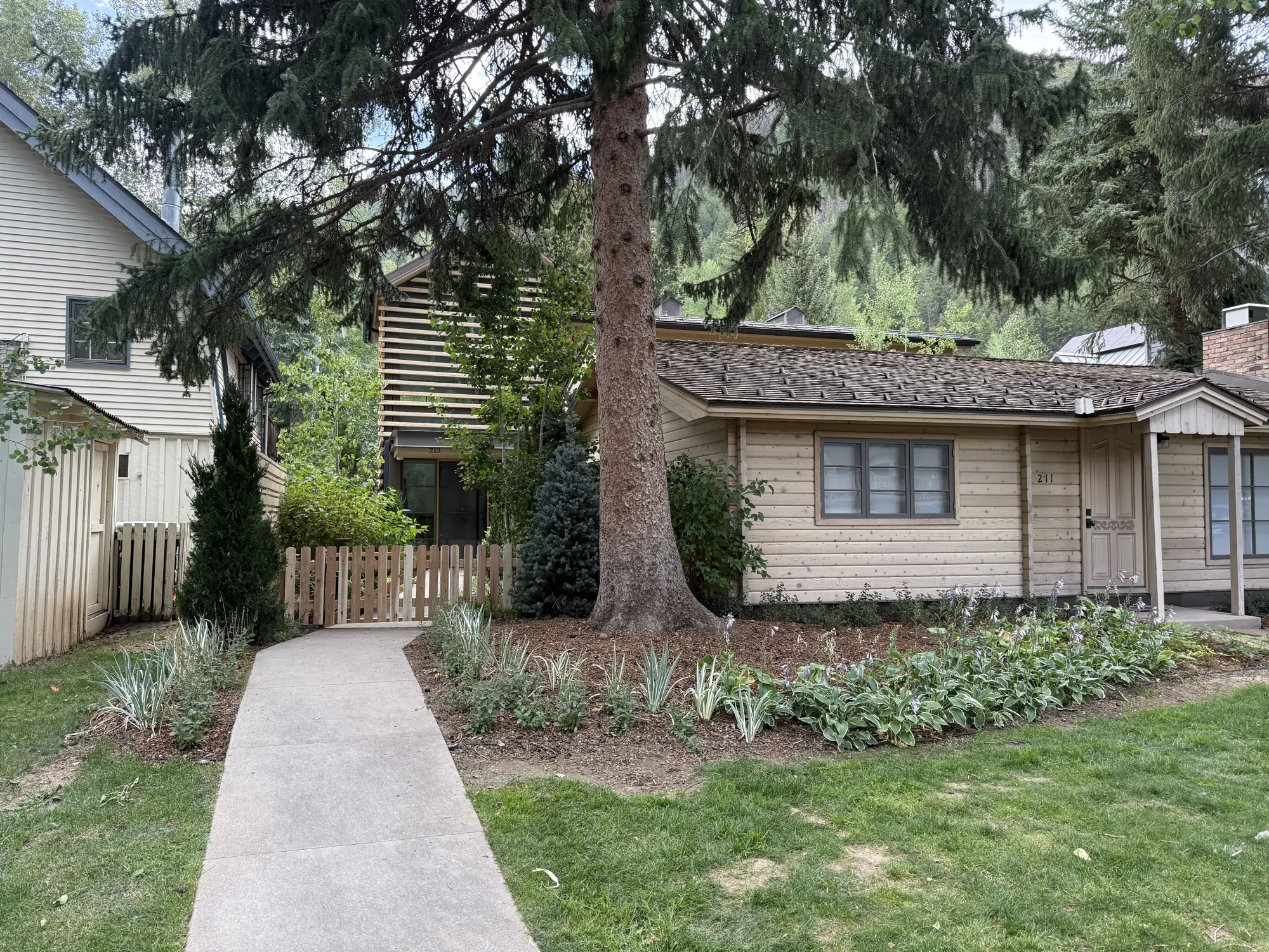 Entry walk with new perennial and shrub beds beneath a mature spruce